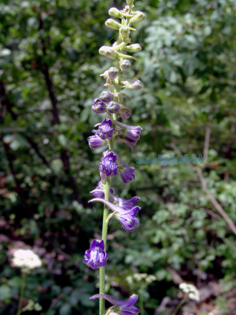 Delphinium fissum (Waldst. & Kit.), TYMPHI-1