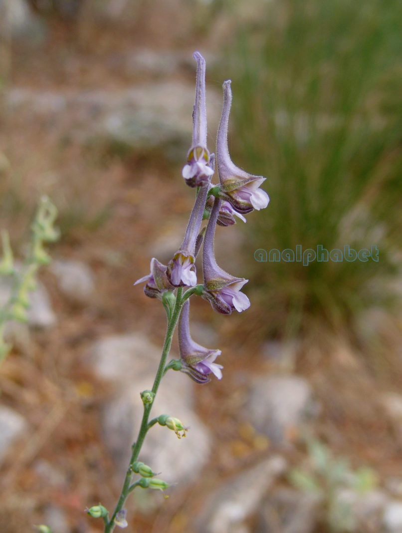 Delphinium hellenicum (Pawł), TAYGETOS-1