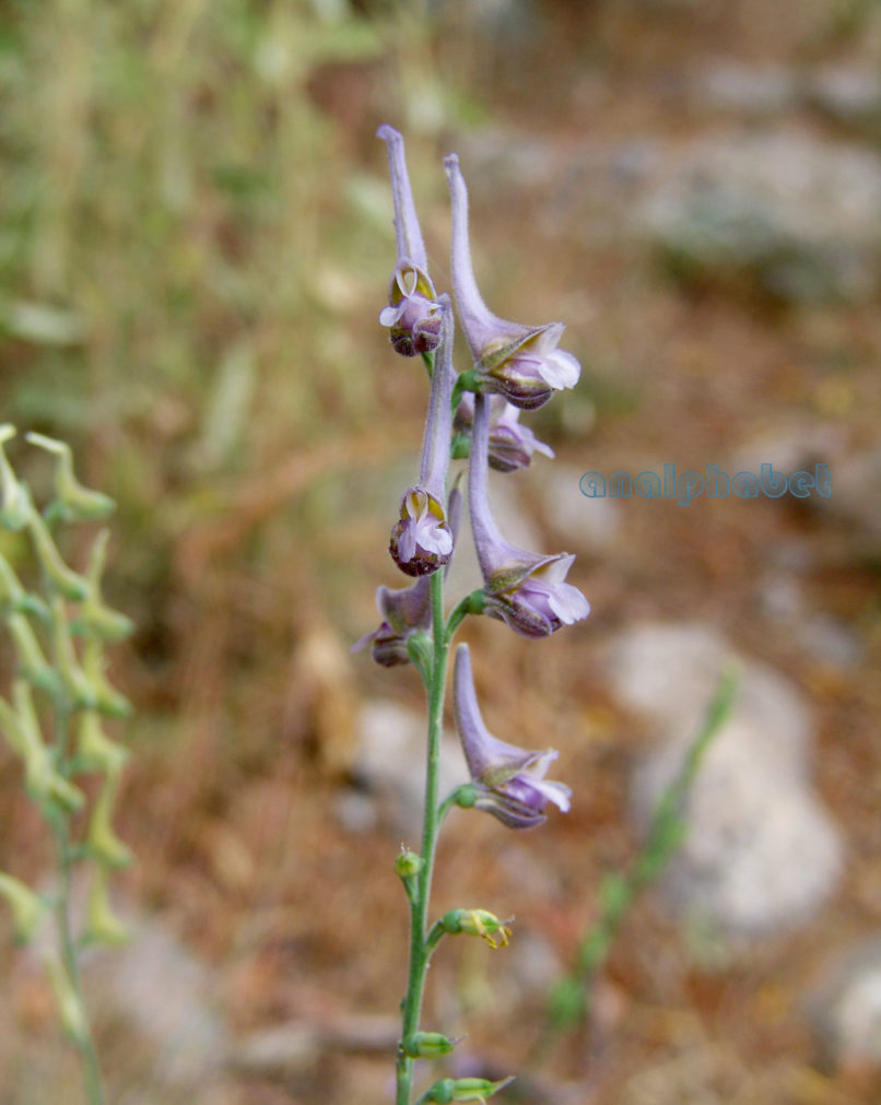 Delphinium hellenicum (Pawł), TAYGETOS-2