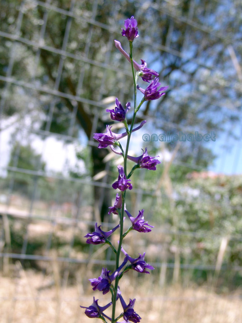 Delphinium peregrinum (L.), ATTIKA-MARKOPOULO-1