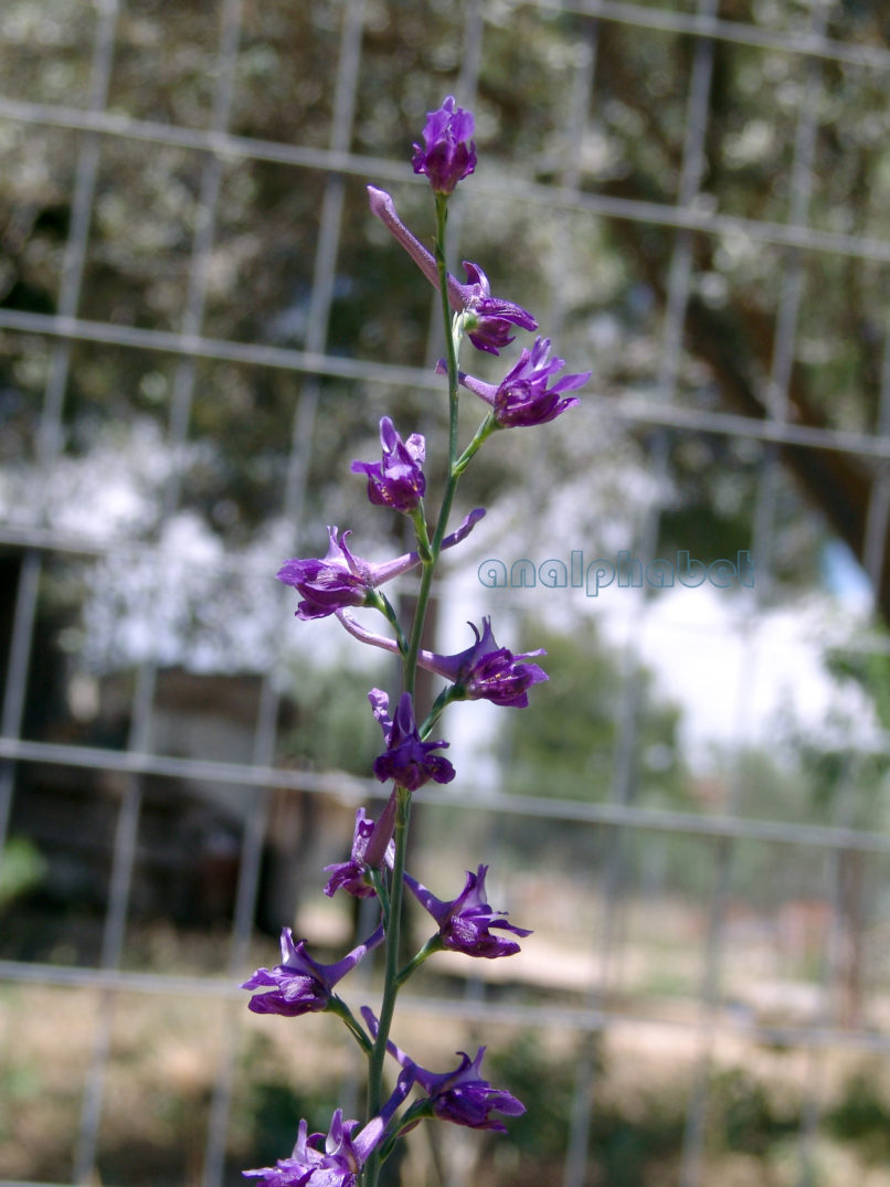 Delphinium peregrinum (L.), ATTIKA-MARKOPOULO-2