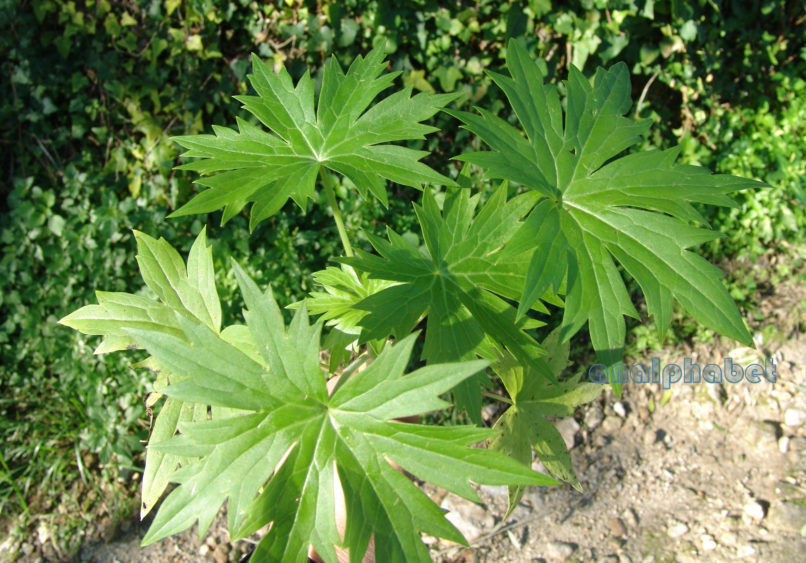 Delphinium staphisagria (L.), ZAKYNTHOS-1