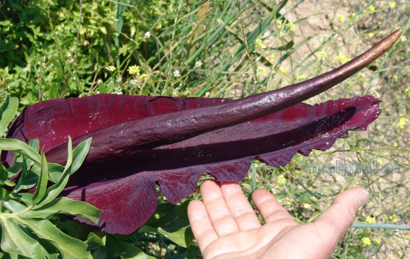 Dracunculus vulgaris (Schott), ATTIKA-1