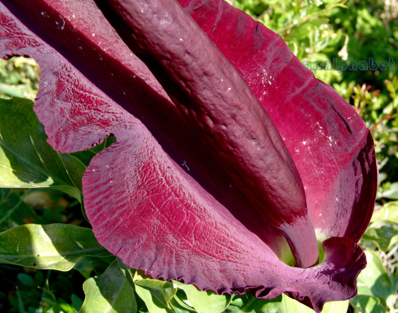 Dracunculus vulgaris (Schott), ATTIKA-2
