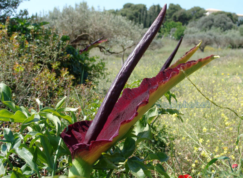 Dracunculus vulgaris (Schott), ATTIKA-3
