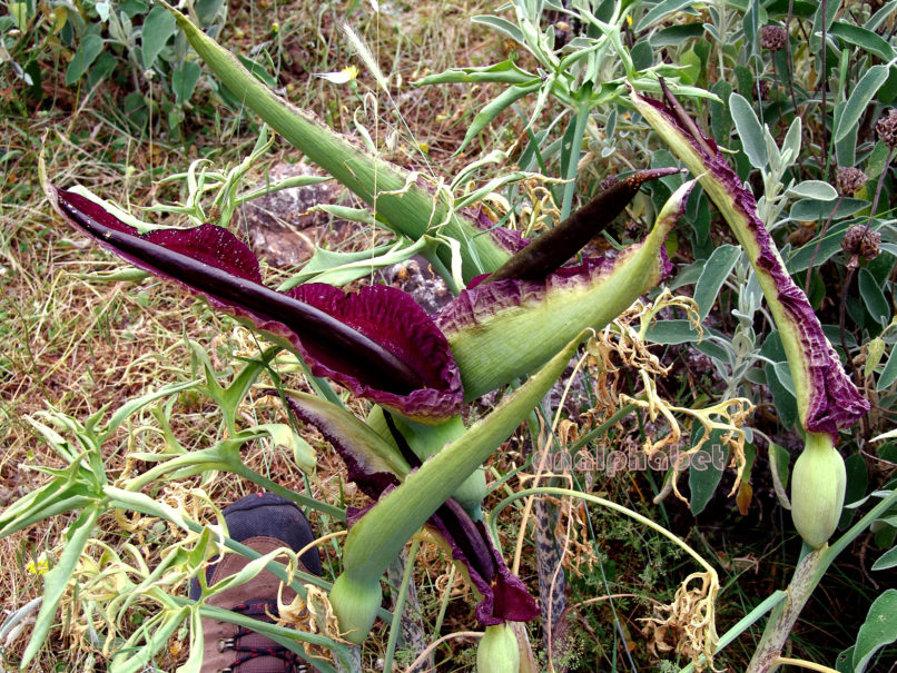 Dracunculus vulgaris (Schott), PARNASSOS-1