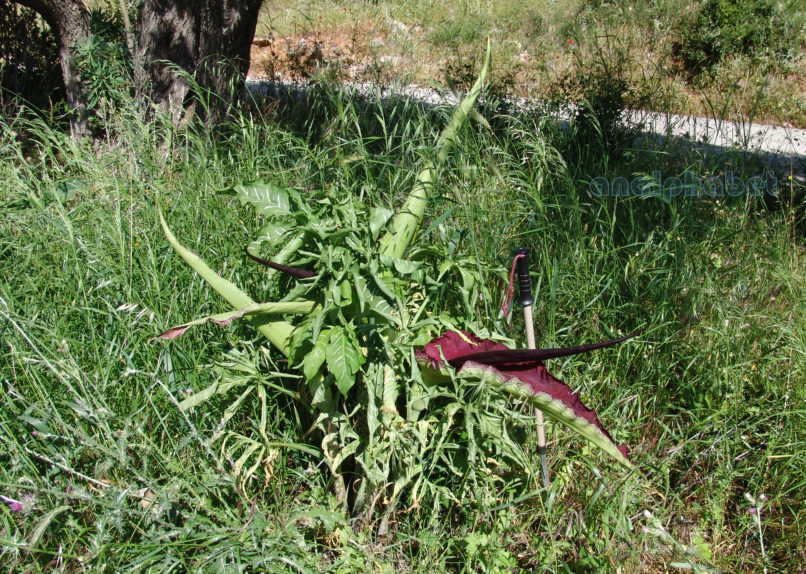 Dracunculus vulgaris (Schott), PARNITHA-1