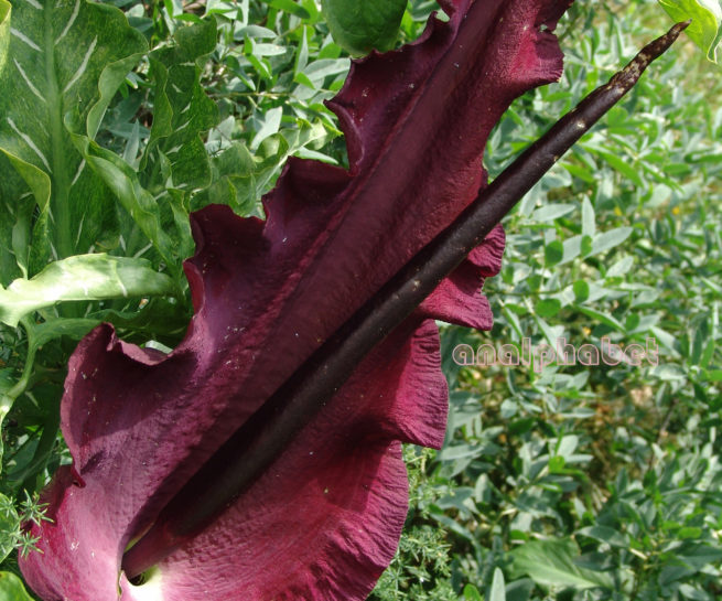 Araceae