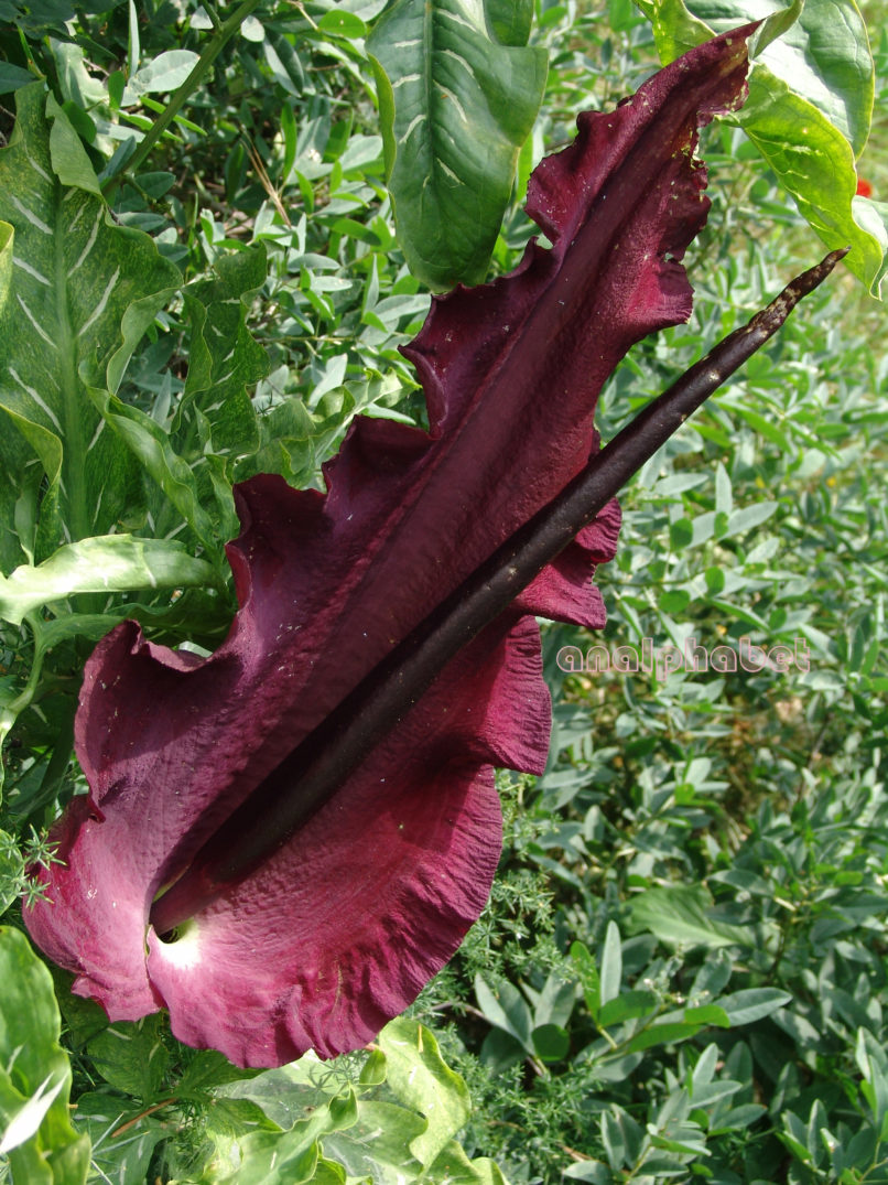 Araceae