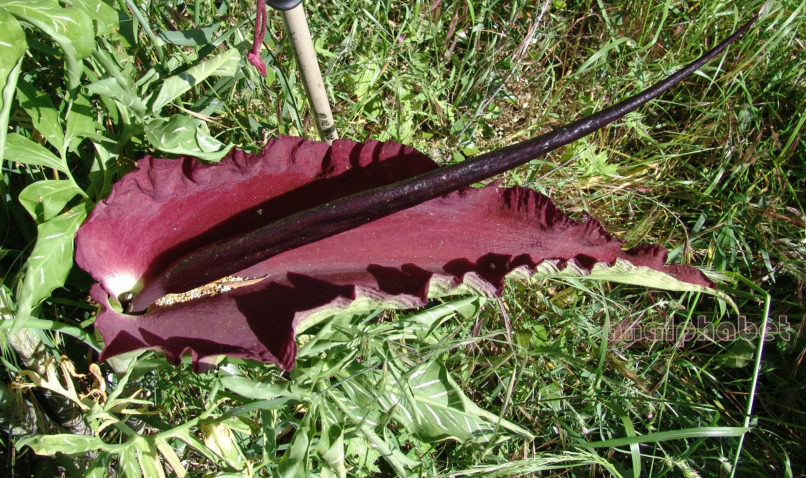 Dracunculus vulgaris (Schott), PARNITHA-3
