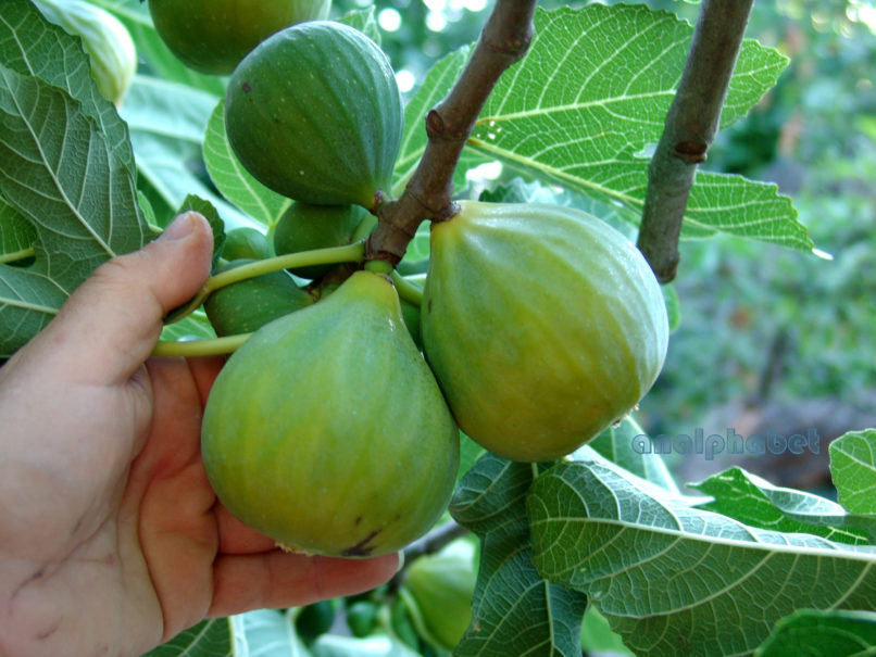 Ficus 3, ZAKYNTHOS-SARAKINADO-3