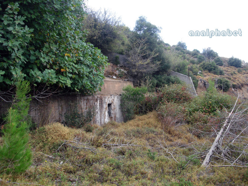 Ficus carica (L.), PARNITHA-1
