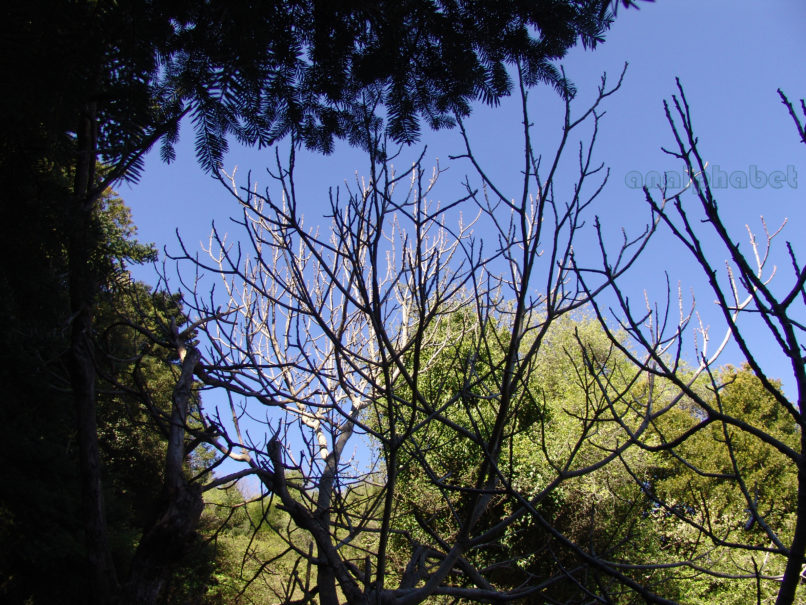 Ficus carica (L.), PARNITHA-2