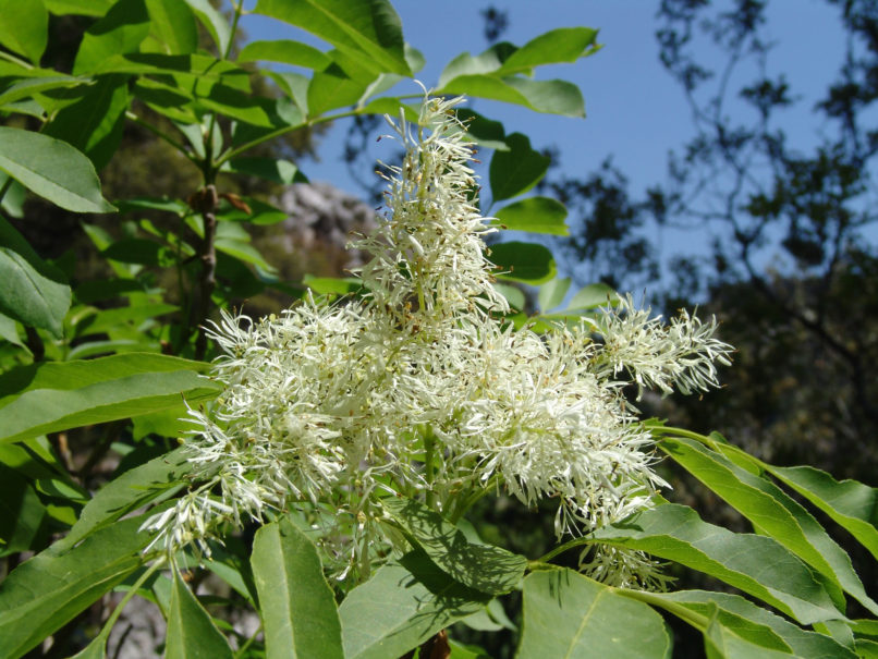 Fraxinus ornus (L.), PARNITHA-1