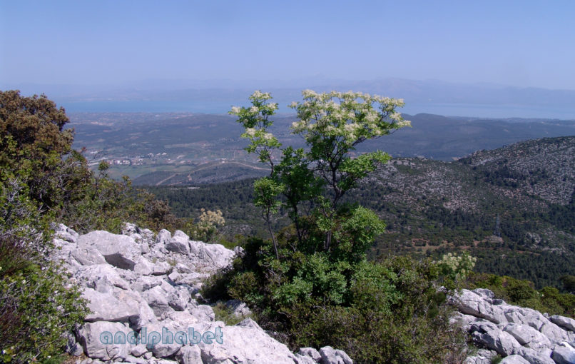 Fraxinus ornus (L.), PARNITHA-2