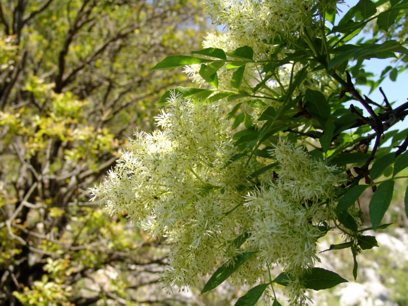 Fraxinus ornus (L.), PARNITHA-3