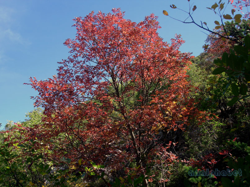 Fraxinus ornus (L.), PARNITHA-4