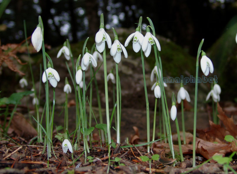 Galanthus reginae olgae (Orphan.) ssp. reginae olgae, TAYGETOS-1
