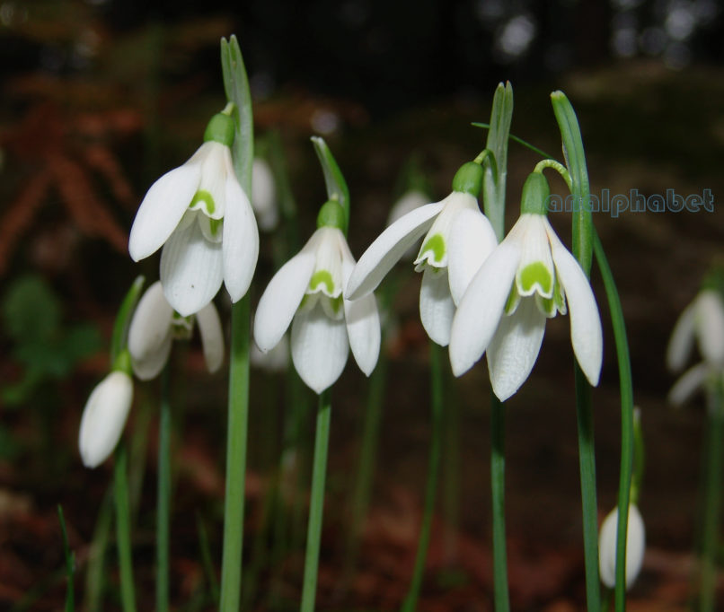 Galanthus reginae olgae (Orphan.) ssp. reginae olgae, TAYGETOS-2
