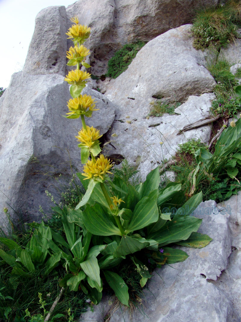 Gentiana lutea (L.), GIONA-1