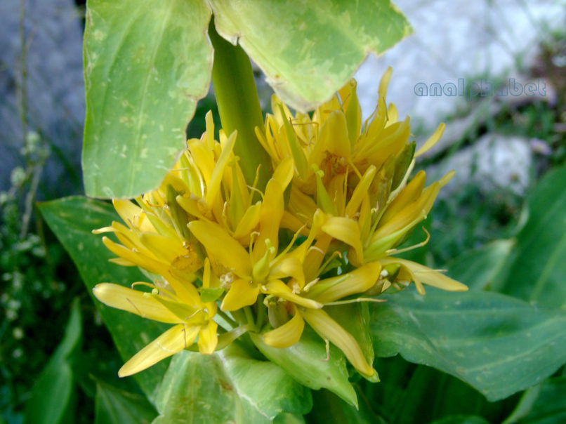 Gentiana lutea (L.), GIONA-2