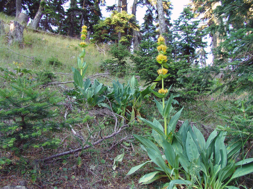 Gentiana lutea (L.), OITI-1