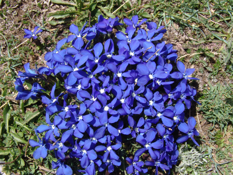Gentiana verna (L.), OLYMPOS-1