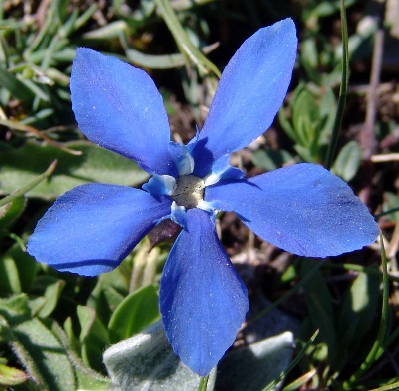 Gentiana verna (L.), OLYMPOS-2