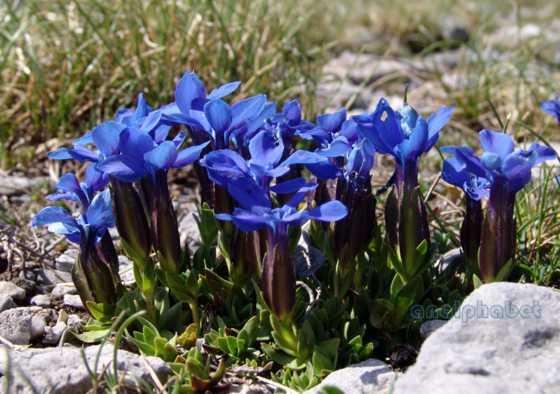 Gentiana verna (L.), OLYMPOS-3