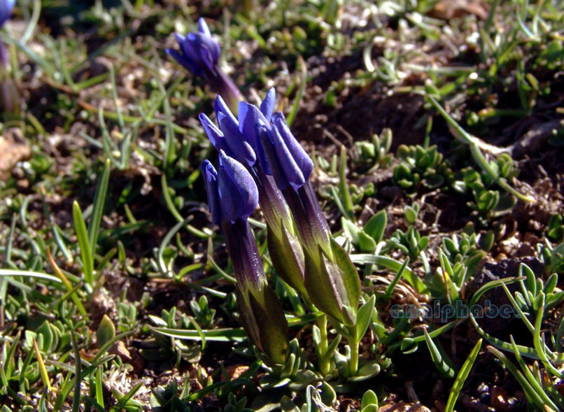 Gentiana verna (L.), SMOLIKAS-1