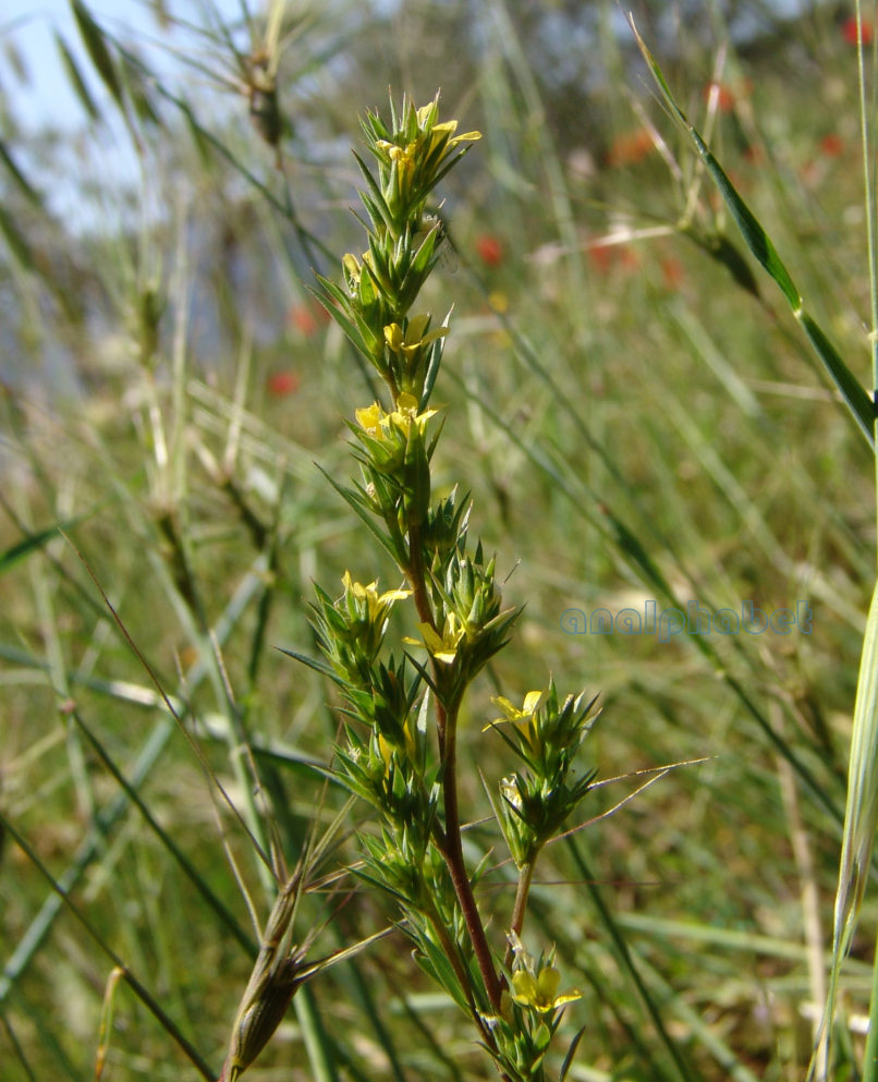 Gentianaceae 1 [?], ATTIKA-1