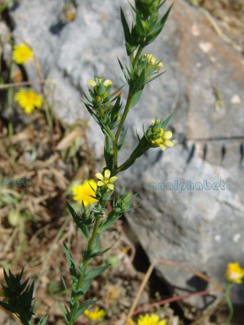 Gentianaceae 1 [?], ATTIKA-KYNOSOURA-1