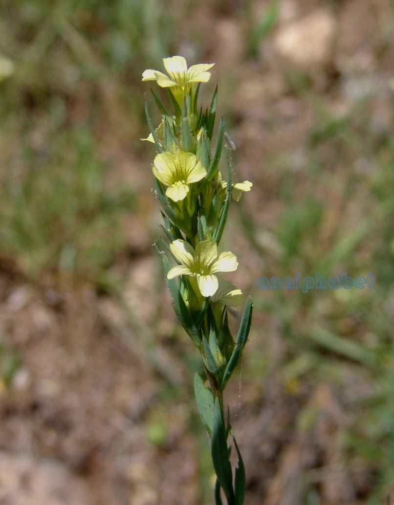 Gentianaceae 1 [?], PARNITHA-1