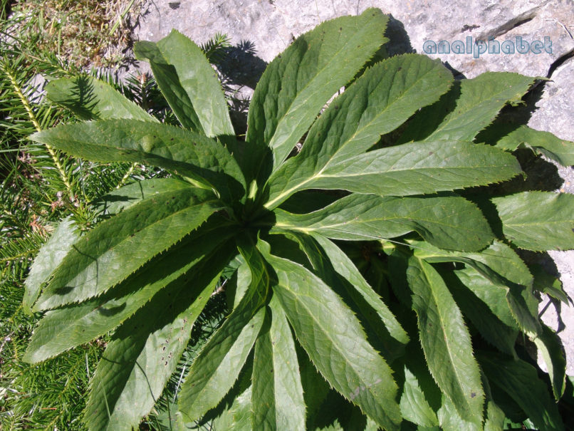Helleborus cyclophyllus (Boiss.), AGRAFA-ELATAKOS, PETSALOUDA-1