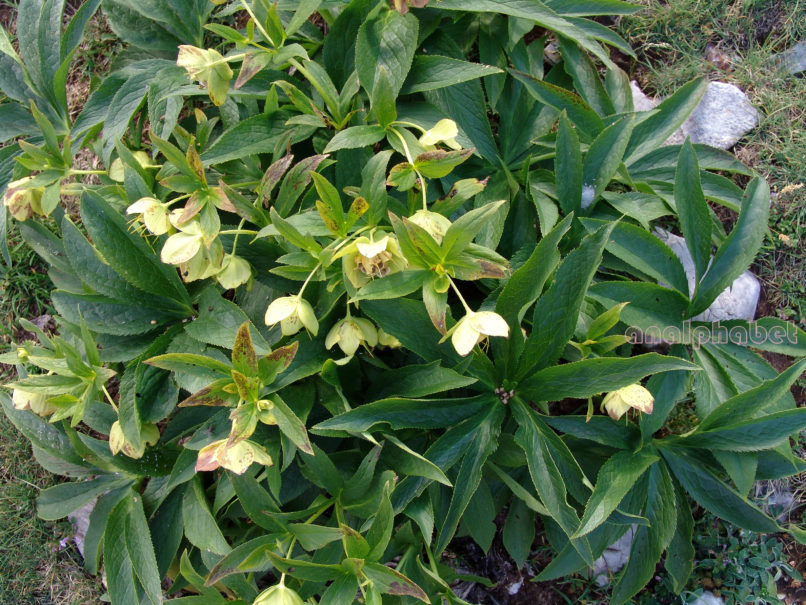 Helleborus cyclophyllus (Boiss.), AGRAFA-KARAVA-1