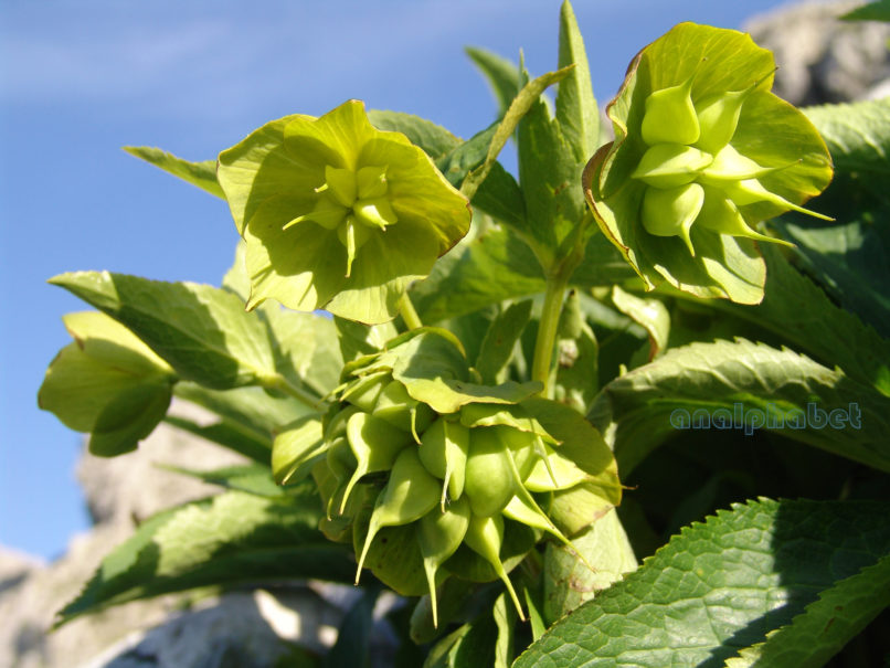 Helleborus cyclophyllus (Boiss.), DIRFYS-XEROVOUNI-1