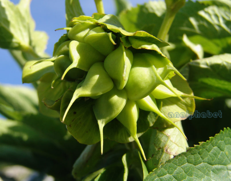 Helleborus cyclophyllus (Boiss.), DIRFYS-XEROVOUNI-2