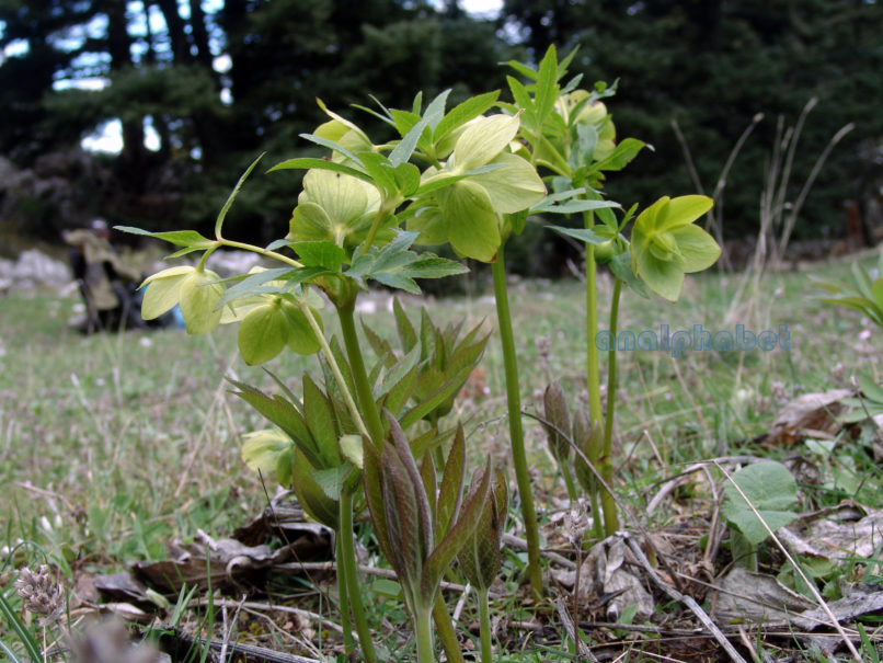 Helleborus cyclophyllus (Boiss.), ELIKONAS-PALIOVOUNA-1