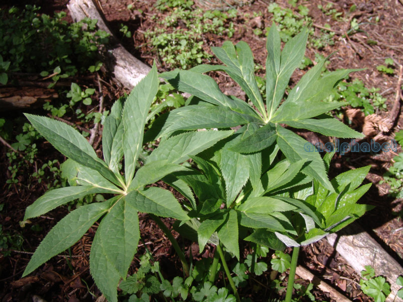 Helleborus cyclophyllus (Boiss.), ELIKONAS-PALIOVOUNA-2