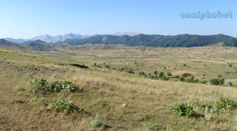 Helleborus cyclophyllus (Boiss.), METSOVO-MAUROVOUNI-1