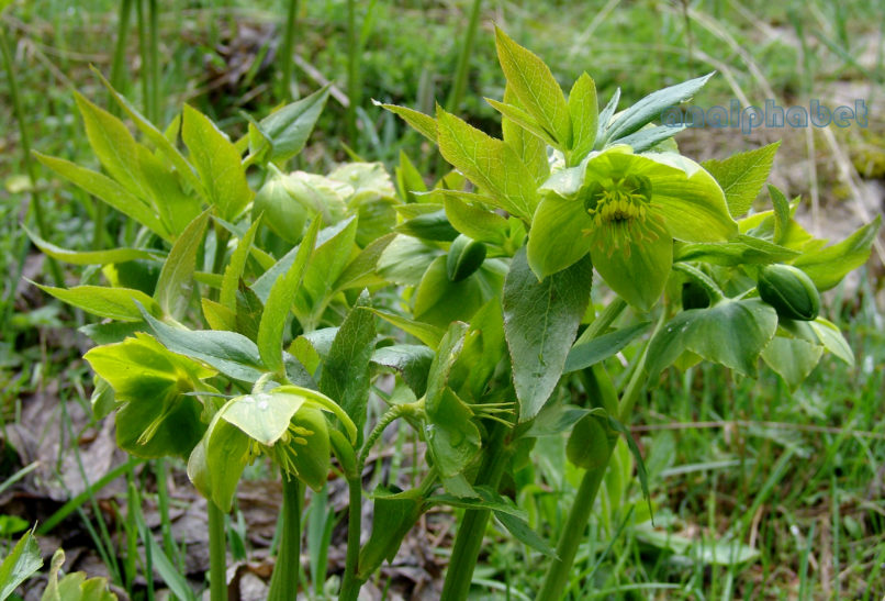 Helleborus cyclophyllus (Boiss.), OITI-1