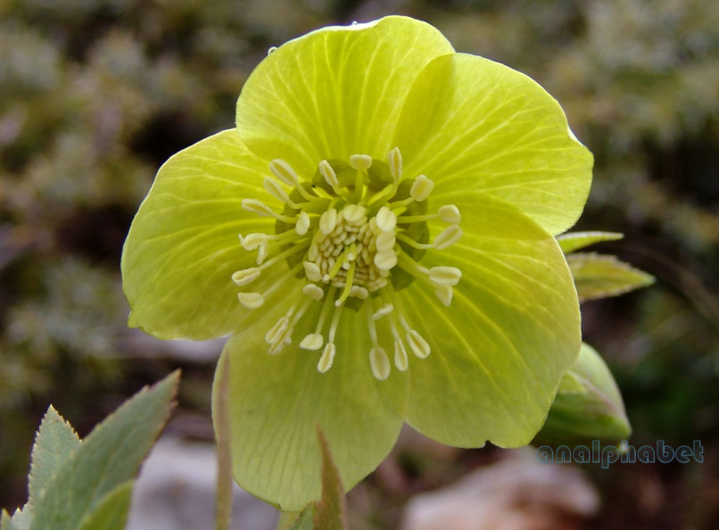 Helleborus cyclophyllus (Boiss.), OITI-2