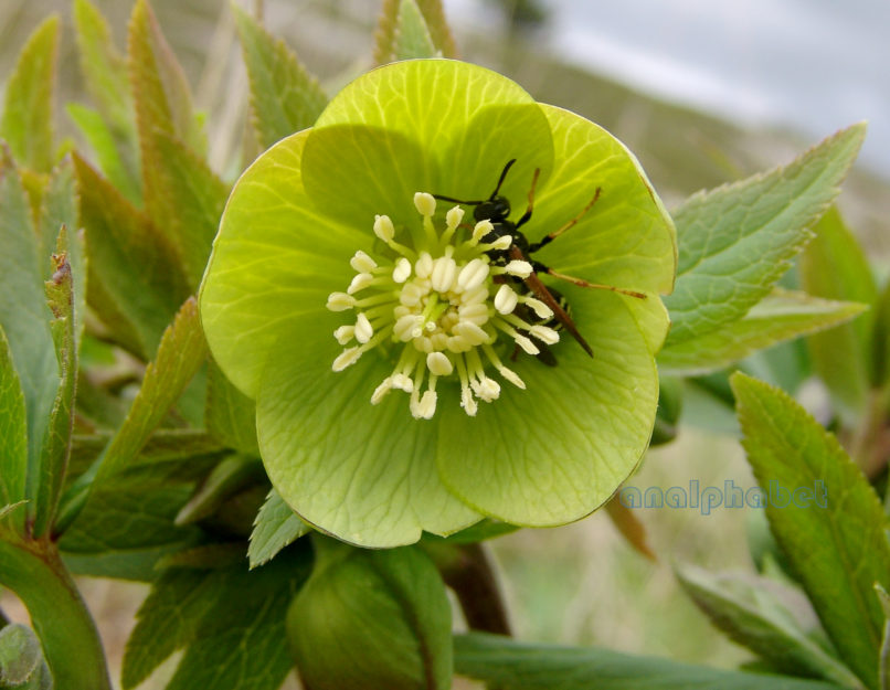 Helleborus cyclophyllus (Boiss.), OITI-3