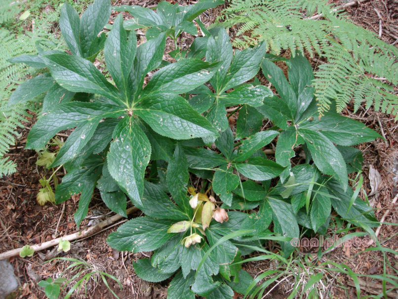 Helleborus cyclophyllus (Boiss.), PARNASSOS-1