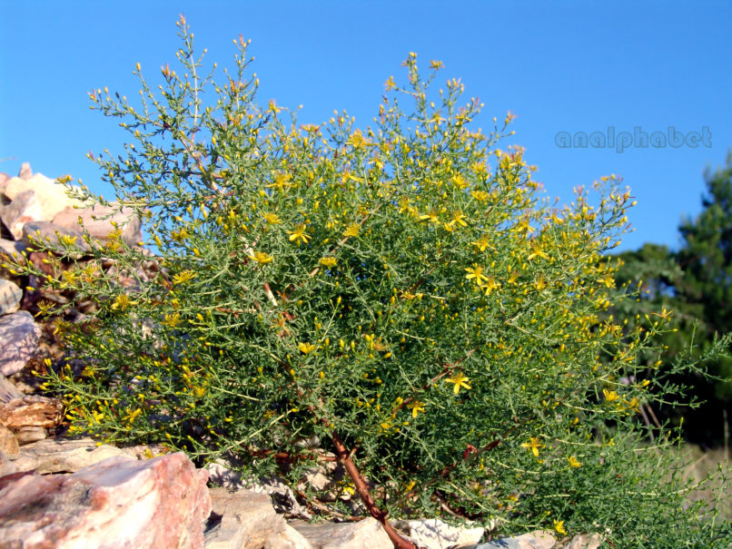 Hypericum 1 [?], PARNITHA-1