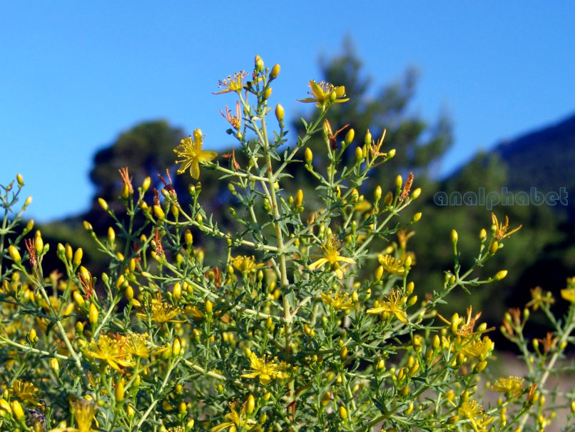 Hypericum 1 [?], PARNITHA-2