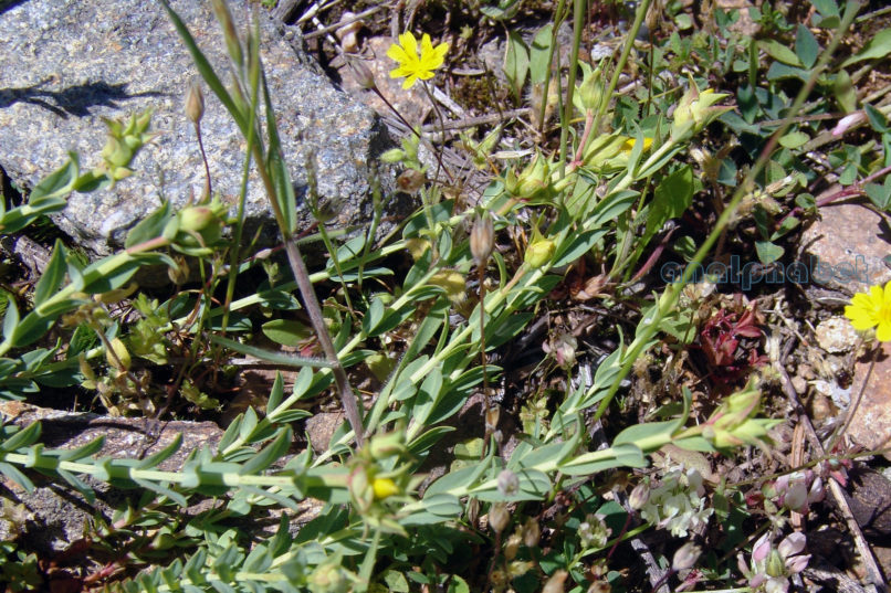 Hypericum 2 [?], DIRFYS-XEROVOUNI-1