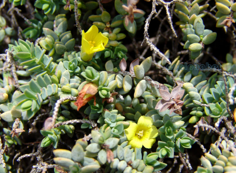 Hypericum aegypticum (L.), ZAKYNTHOS-1