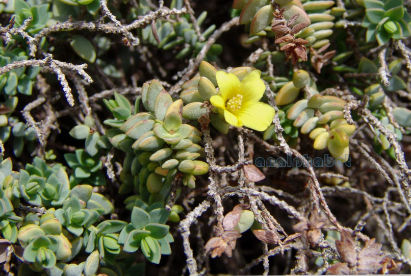 Hypericum aegypticum (L.), ZAKYNTHOS-2