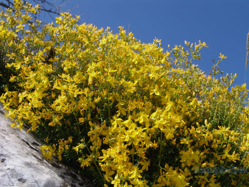 Hypericum empertifolium (Willd.), PARNITHA-1
